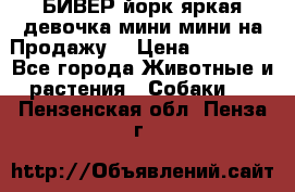 БИВЕР йорк яркая девочка мини мини на Продажу! › Цена ­ 45 000 - Все города Животные и растения » Собаки   . Пензенская обл.,Пенза г.